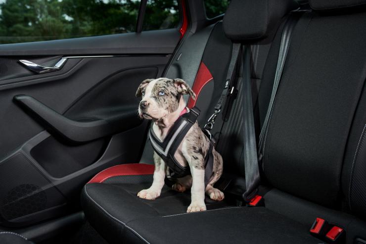 Cane trasporto in auto - Romait.it