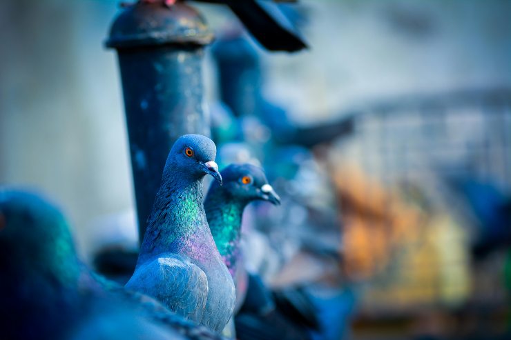 Piccioni - Romait.it