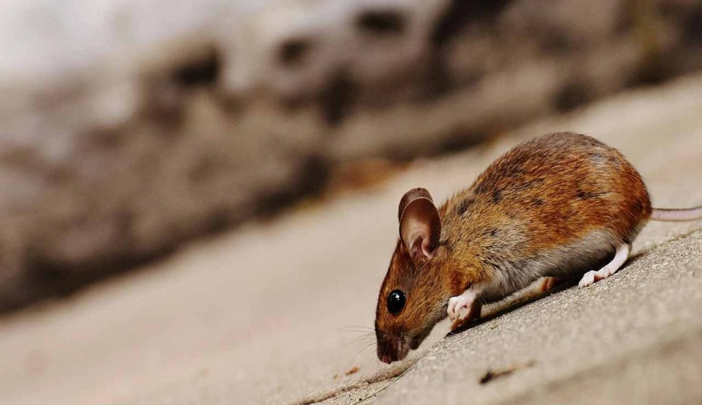 Ratto - Romait.it