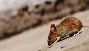Ratto - Romait.it