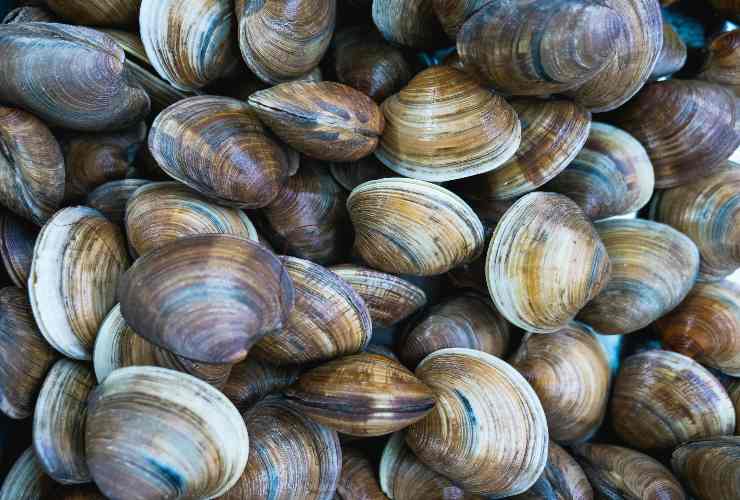 Vongole - Romait.it