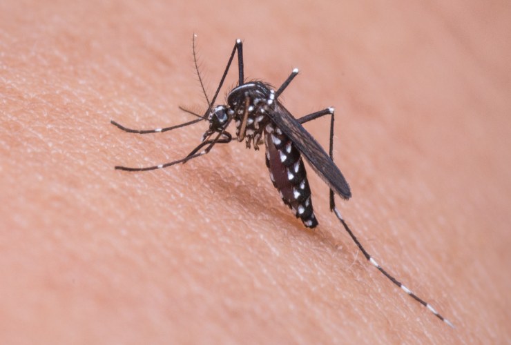 Zanzara West Nile