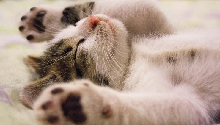 Gatti