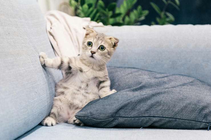 Gatto in casa - Romait.it