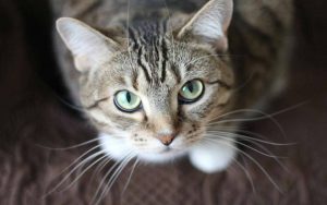 Gatto - Romait.it