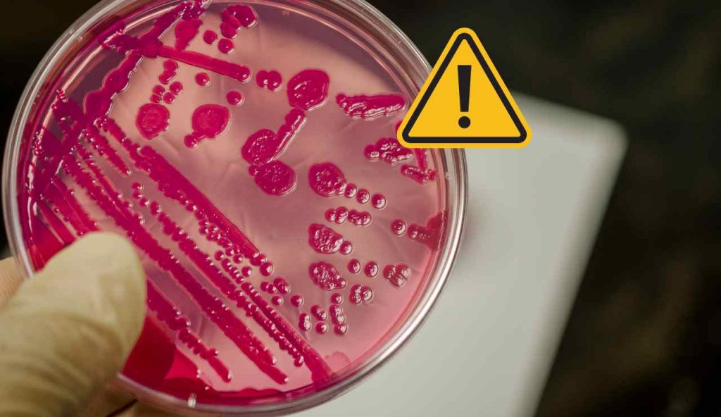 Salmonella