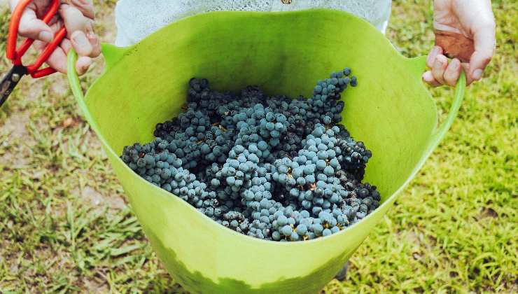 vendemmia-romait.it