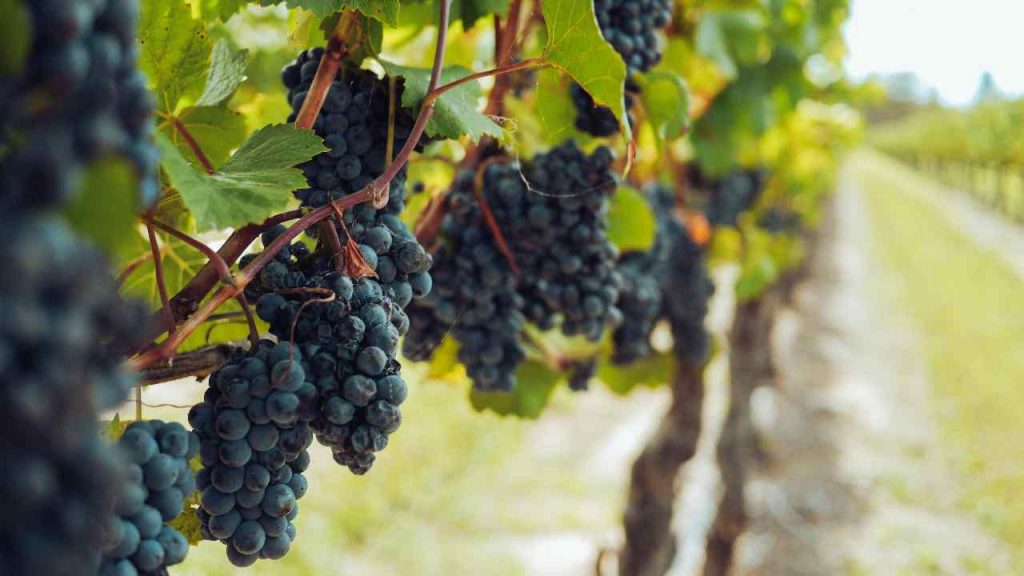 vendemmia-romait.it
