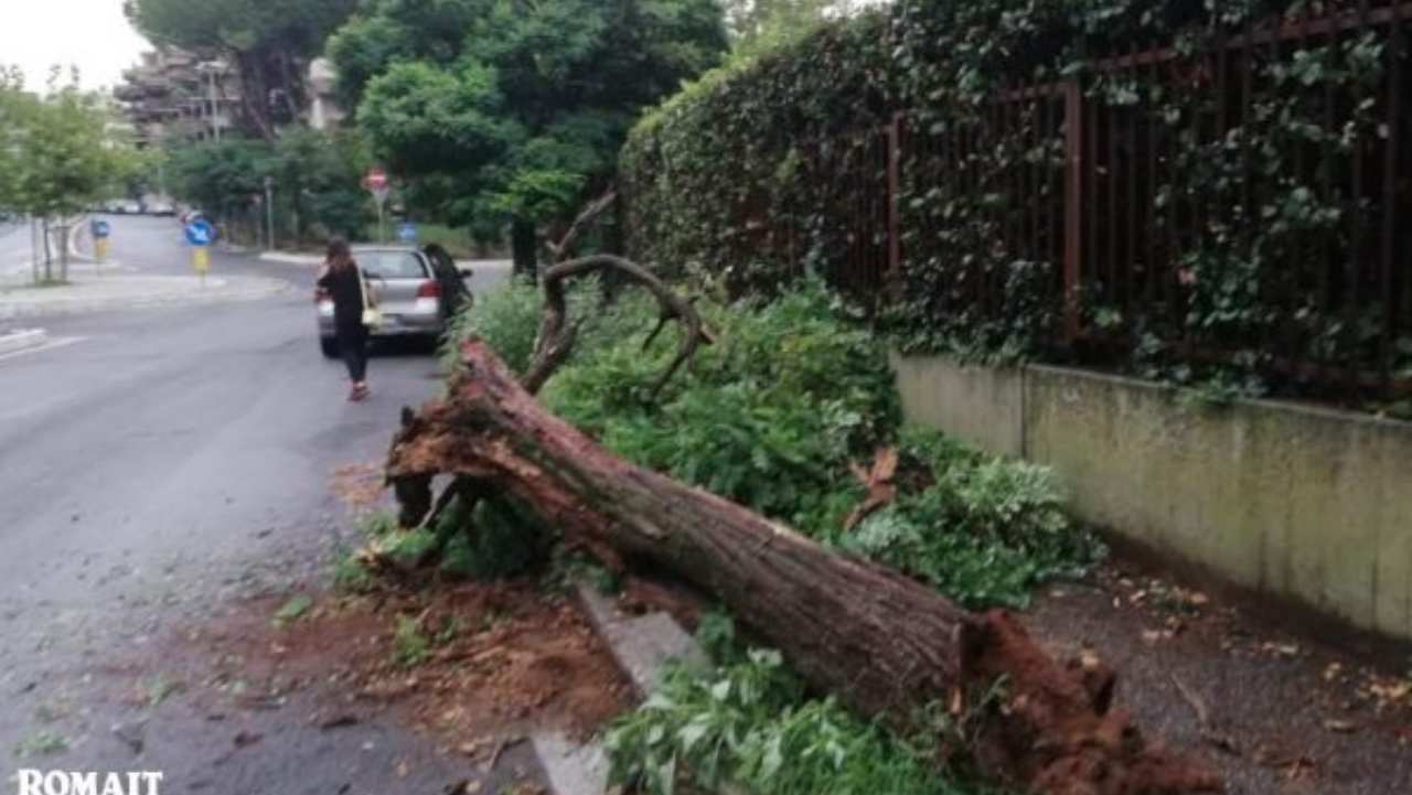 albero caduto