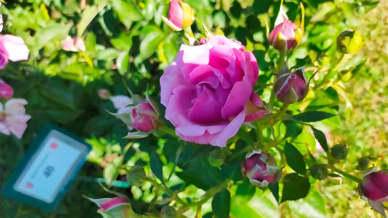 Roseto comunale