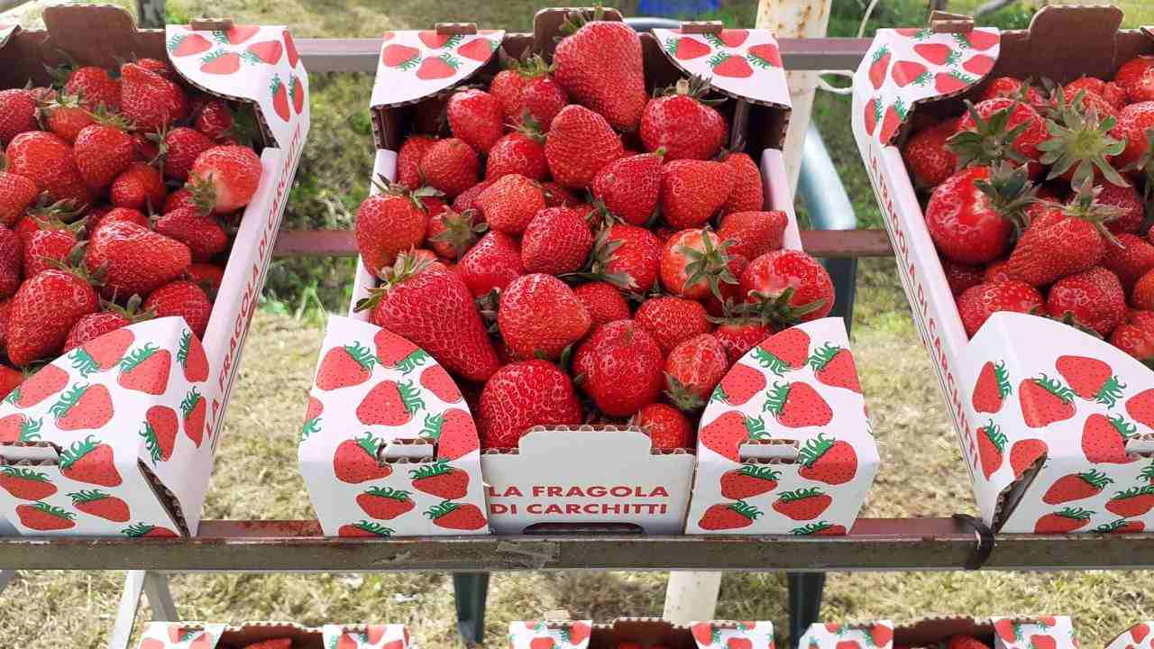 Sagra fragole di Carchitti