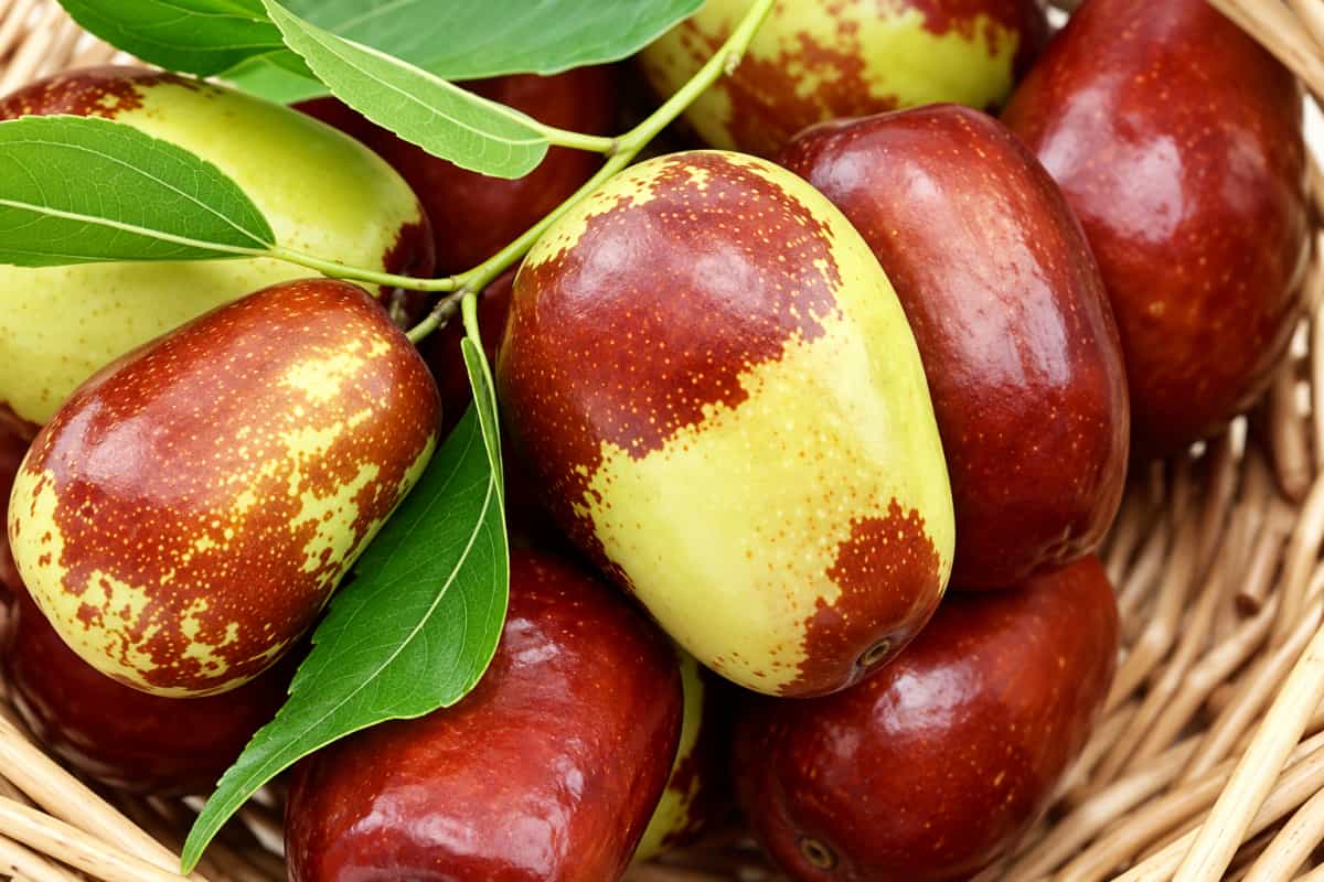 Cesto di giuggiole fresche